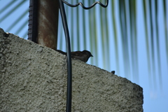 Passer domesticus