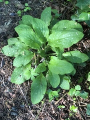 Pulmonaria officinalis