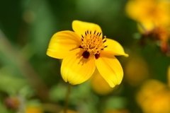 Bidens chiapensis