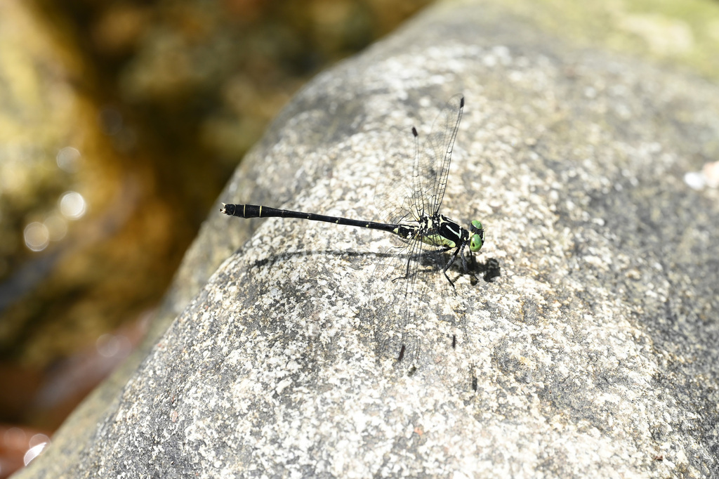 Davidius squarrosus