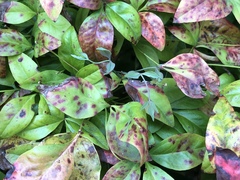 Pseudocercospora nandinae