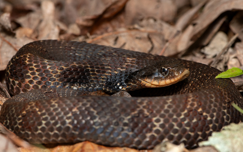 Eastern Hog-nosed Snake