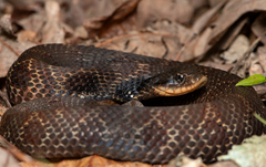 Eastern Hog-Nosed Snake photo 3