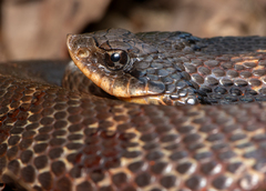 Eastern Hog-Nosed Snake photo 2