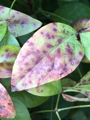 Pseudocercospora nandinae