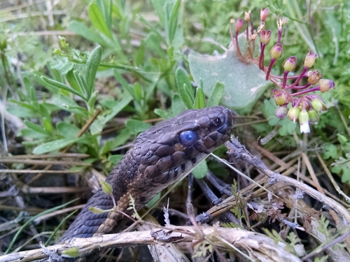 Photo of a Western Aquatic Garter Snake (Thamnophis couchii)