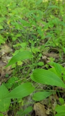 Dichanthelium latifolium