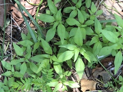 Parietaria pensylvanica pensylvanica