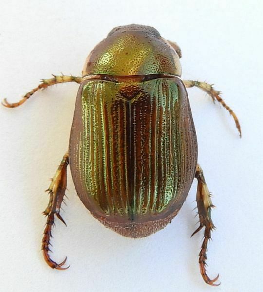 Margined Shining Leaf Chafer from Miami-Dade County, FL, USA on May 29 ...