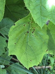 Cercospora hydrangeae