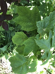 Cercospora hydrangeae