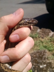 Thamnophis couchii