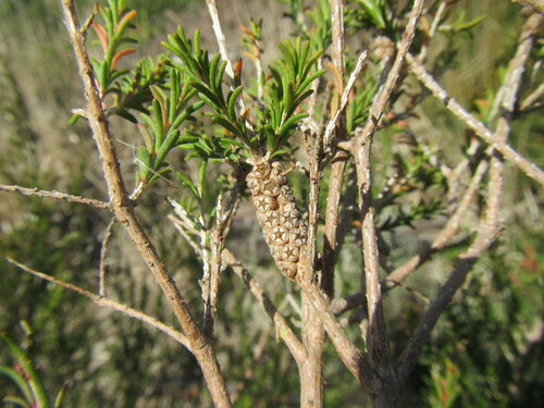 Image of Melaleuca parvistaminea by (c) douglaseustonbrown, some rights reserved (CC BY-SA)