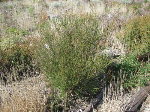 Image of Melaleuca parvistaminea by (c) douglaseustonbrown, some rights reserved (CC BY-SA)