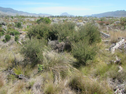 Image of Melaleuca parvistaminea by (c) douglaseustonbrown, some rights reserved (CC BY-SA)