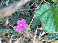 Sidalcea malviflora malviflora