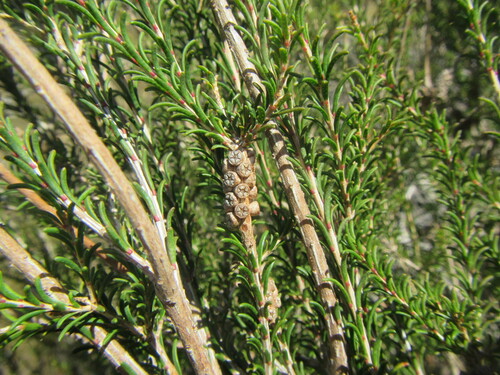Image of Melaleuca parvistaminea by (c) douglaseustonbrown, some rights reserved (CC BY-SA)