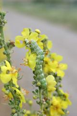 Cucullia thapsiphaga