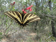 Papilio pilumnus