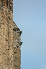 Psittacara chloropterus