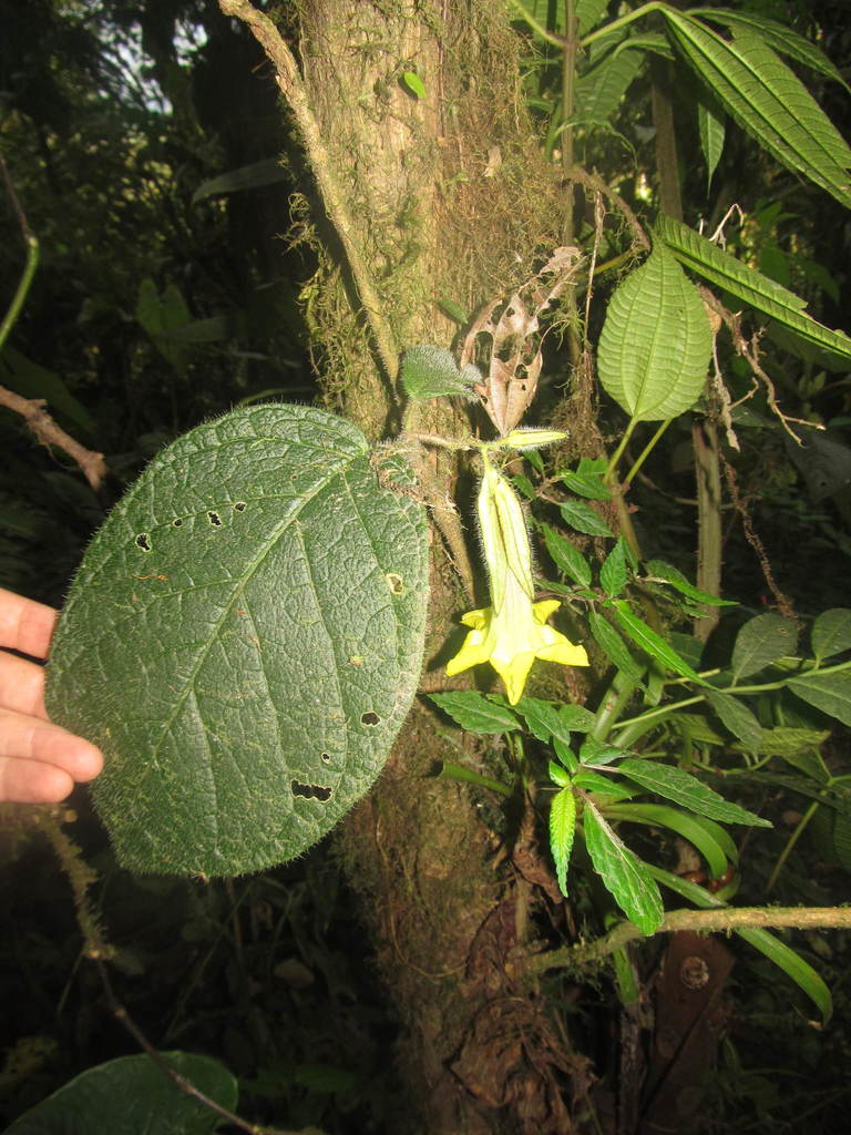 Markea pilosa