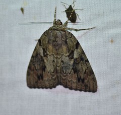 Catocala agrippina