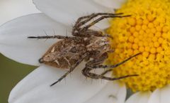 Oxyopes heterophthalmus