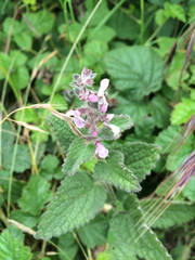 Stachys rigida quercetorum