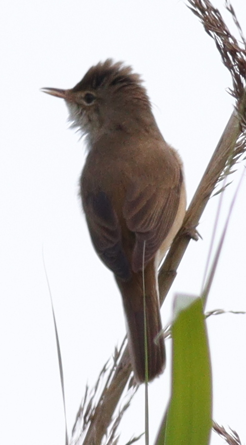 Common Reed Warbler