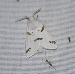 Euerythra trimaculata