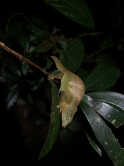Mount Mabu Pygmy Chameleon photo 4
