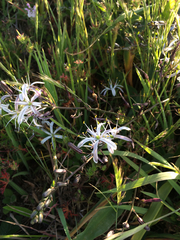 Chlorogalum pomeridianum divaricatum