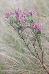 Astragalus cornutus