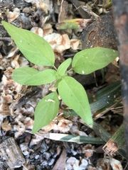 Parietaria pensylvanica pensylvanica