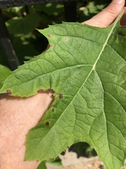 Cercospora hydrangeae