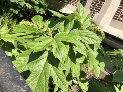Cercospora hydrangeae