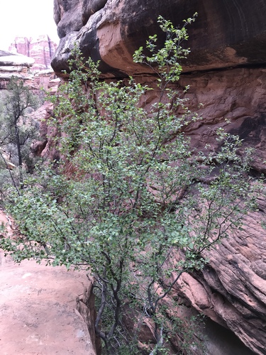 Knowlton's hophornbeam