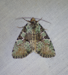 Leuconycta lepidula
