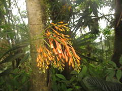 Epidendrum spathatum