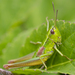 Small Gold Grasshopper - Photo (c) Manuel Raab, some rights reserved (CC BY-NC), uploaded by Manuel Raab