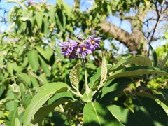 Solanum granulosoleprosum
