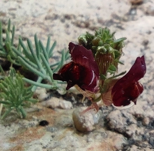 Image of Linaria aeruginea by (c) Daniel Heras González, some rights reserved (CC BY)