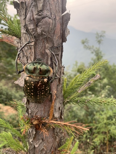 Macleay's Long-armed Chafer