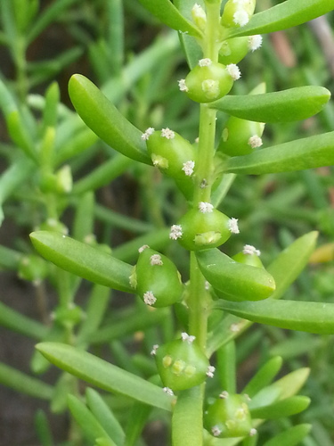 Batis maritima