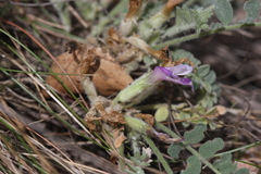 Astragalus testiculatus