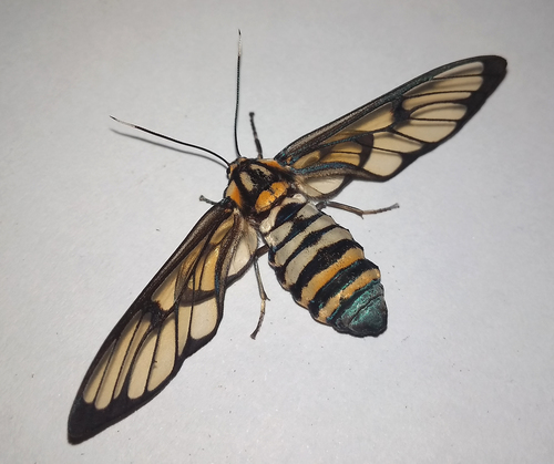 Caeneressa diaphana (Kollar, 1848)