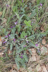 Astragalus testiculatus
