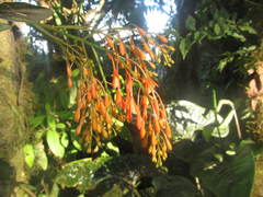 Epidendrum spathatum