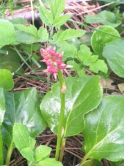Pyrola asarifolia