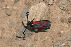 Zygaena sarpedon